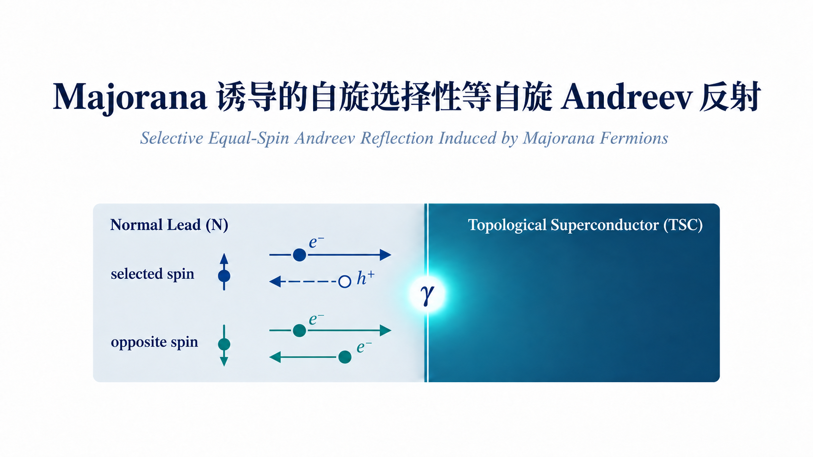 Majorana 诱导的自旋选择性等自旋 Andreev 反射